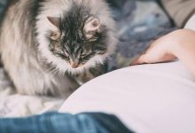 pet-allergy-relief-starts-with-cleaner-air