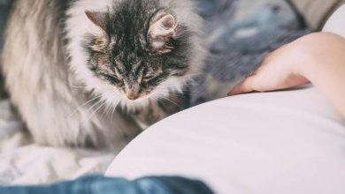 pet-allergy-relief-starts-with-cleaner-air