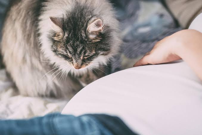 pet-allergy-relief-starts-with-cleaner-air
